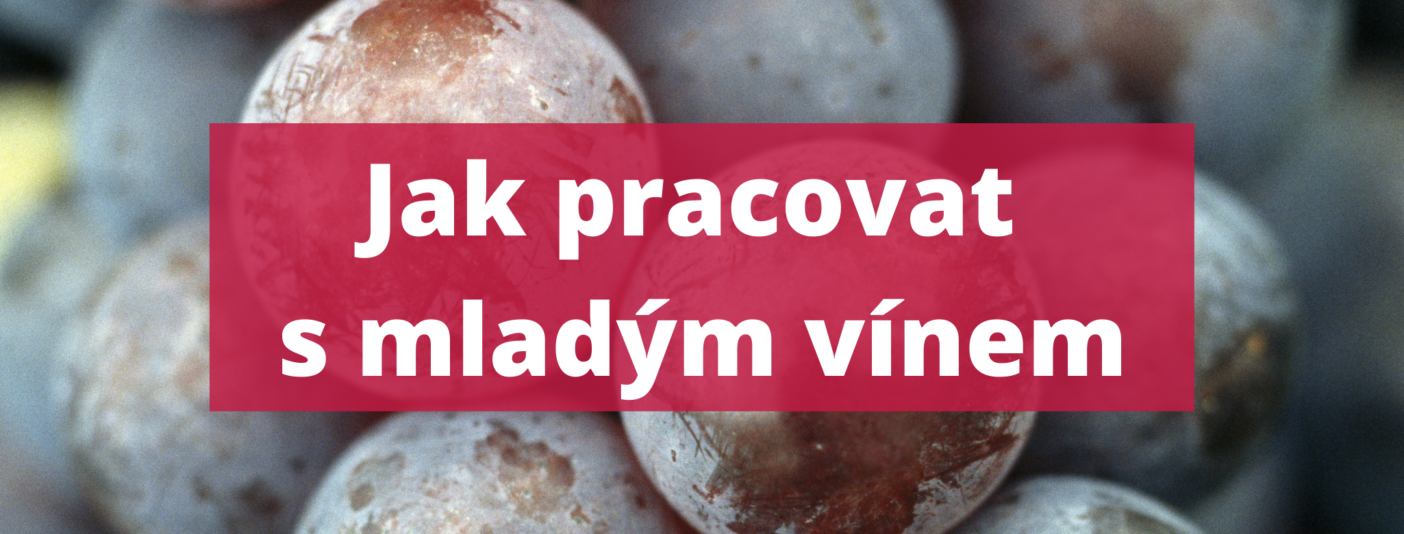 Jak pracovat s víny z ročníku 2020